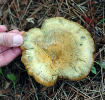 Lactarius deliciosus, This aged fruiting body shows how they fade to yellow with some greenish tints. Lactarius deliciosus, This aged fruiting body shows how they fade to yellow with some greenish tints.